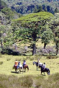 Horseback Riding Wolf's Trail