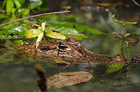 Jungle Crocodile Safari