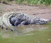 Jungle Crocodile Safari