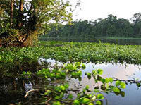 Tortuguero National Park