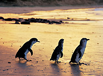 Phillip Island Small Group Tour from Melbourne