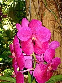 Orchids and Gardens of Key West