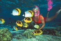 Kealakekua Bay Deluxe Snorkel Cruise