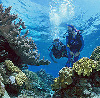 Outer Great Barrier Reef Day Trip for Introductory Divers aboard SeaQuest ADV