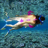 Outer Great Barrier Reef Snorkeling Day Trip aboard SeaQuest ADV