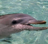 Deluxe Ocean Safari Boat Trip from uShaka Marine World