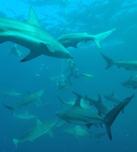 Indian Ocean Wild Shark Encounter - Scuba Dive or Snorkel