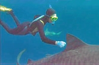 Indian Ocean Wild Shark Encounter - Scuba Dive or Snorkel