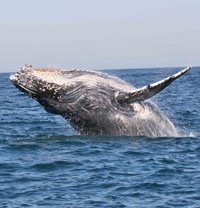 Ocean Safari Boat Trip from uShaka Marine World