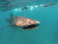 South Kona Coast Snorkel Cruise