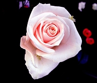 Private Romantic Paris by Night - Seine River Cruise and Dinner