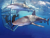 North Shore Shark Adventure Cruise