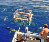 North Shore Shark Adventure Cruise