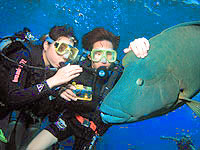 Osprey V Small Group Great Barrier Reef Dive and Snorkel Tour from Cairns