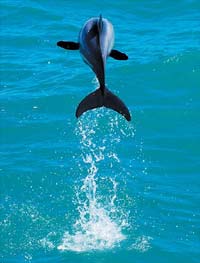 Akaroa and Banks Peninsula - Nature Cruise or Hector's Dolphin Swim
