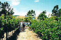 Private SUV - Napa Valley Wine Tour