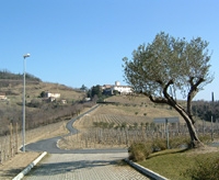 Full Day Gastronomy Tour to Friuli with Lunch and Wine Tasting