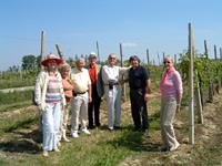 Half Day Wine Road of the Doges Tour - The Lison Pramaggiore Wine Region