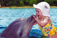 St Maarten Dolphin Encounters And Anguilla Snorkeling