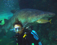 Shark Diving Xtreme in Sydney
