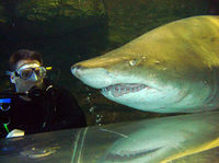 Shark Diving Xtreme in Sydney