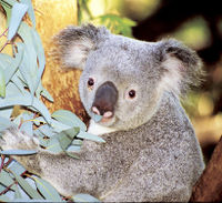 Perth ZooCrooz and return Fremantle Cruise