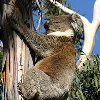 4 day Koalas, Wombats and Wallabies Wildlife Journey (Fully Accommodated)