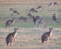 Savannah Walkabout Australian Animals Eco Tour