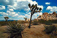 Joshua Tree National Park Jeep Adventure