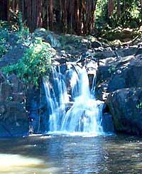 Discover Honolulu's Hidden Waterfalls Adventure