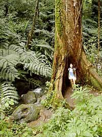 Manoa Waterfall Adventure