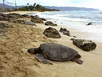North Shore of Oahu Adventure