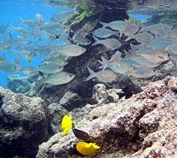Kayak and Snorkel - South Shore Turtle
