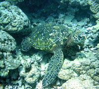 Kayak and Snorkel - South Shore Turtle