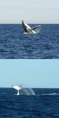 Sydney Eco Whale Watching Small Group Cruise