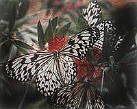 Butchart Gardens and Butterfly Gardens Tour