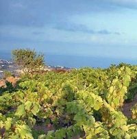 Spain Barcelona Tour - Alella Flowery Wine Tour