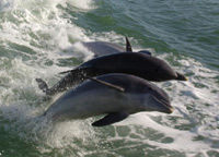 Dolphin Racer