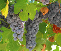 Muir Woods and Wine Country 2 Day Hotel Tour