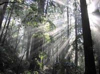 Muir Woods and Brewery Tour