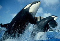 SeaWorld&reg; San Diego Ticket with Transport