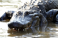 Gator Nights Shining Tour