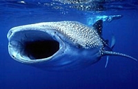 Mexican Whale Shark Adventure