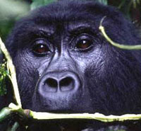 Private Five Day Queen Elizabeth National Park and Mountain Gorillas Safari