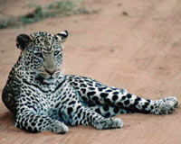 Private Four Day Safari to Lake Nakuru and Maasai Mara National Reserve
