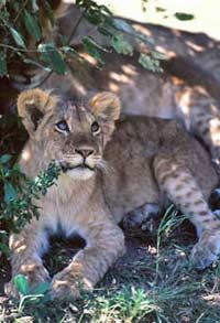 Private Four Day Safari to Samburu and Aberdares