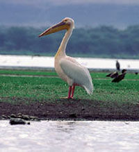 Private Lake Nakuru Express