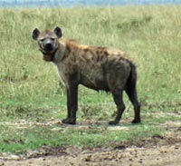 Private Overnight Safari to Aberdares National Park
