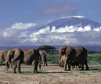 Private Overnight Safari to Amboseli