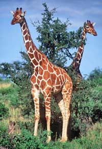 Private Overnight Safari to Serena Sweetwaters